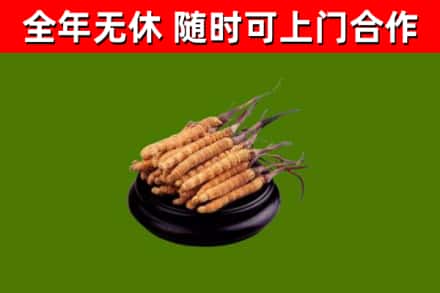宜兰回收散虫草